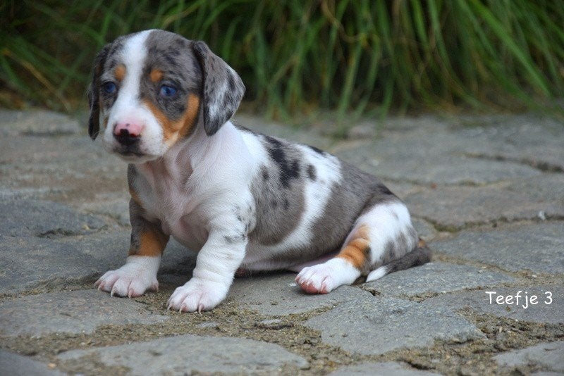Prachtige Piebald Dwergteckel pupjes, Poils courts, Plusieurs, Nain, Hépatite contagieuse (maladie de Rubarth)