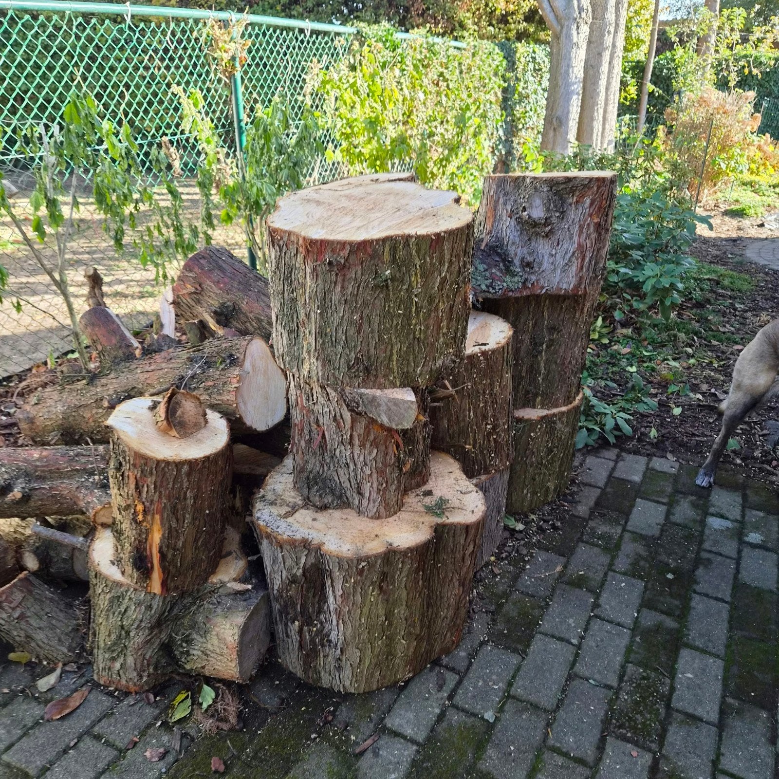 gratis brandhout van coniferen bomen, Tuin en Terras, Ophalen