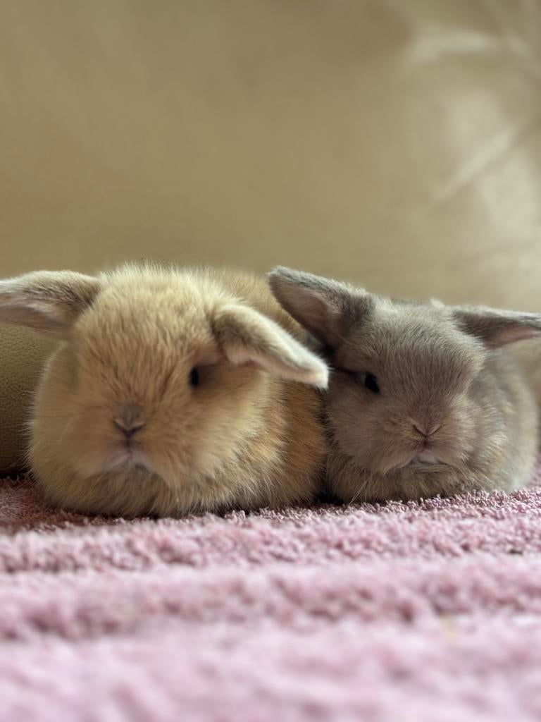 Raszuivere Minilop konijntjes, Dieren en Toebehoren, Knaagdieren, April, Mannelijk, Overige typen, Tam