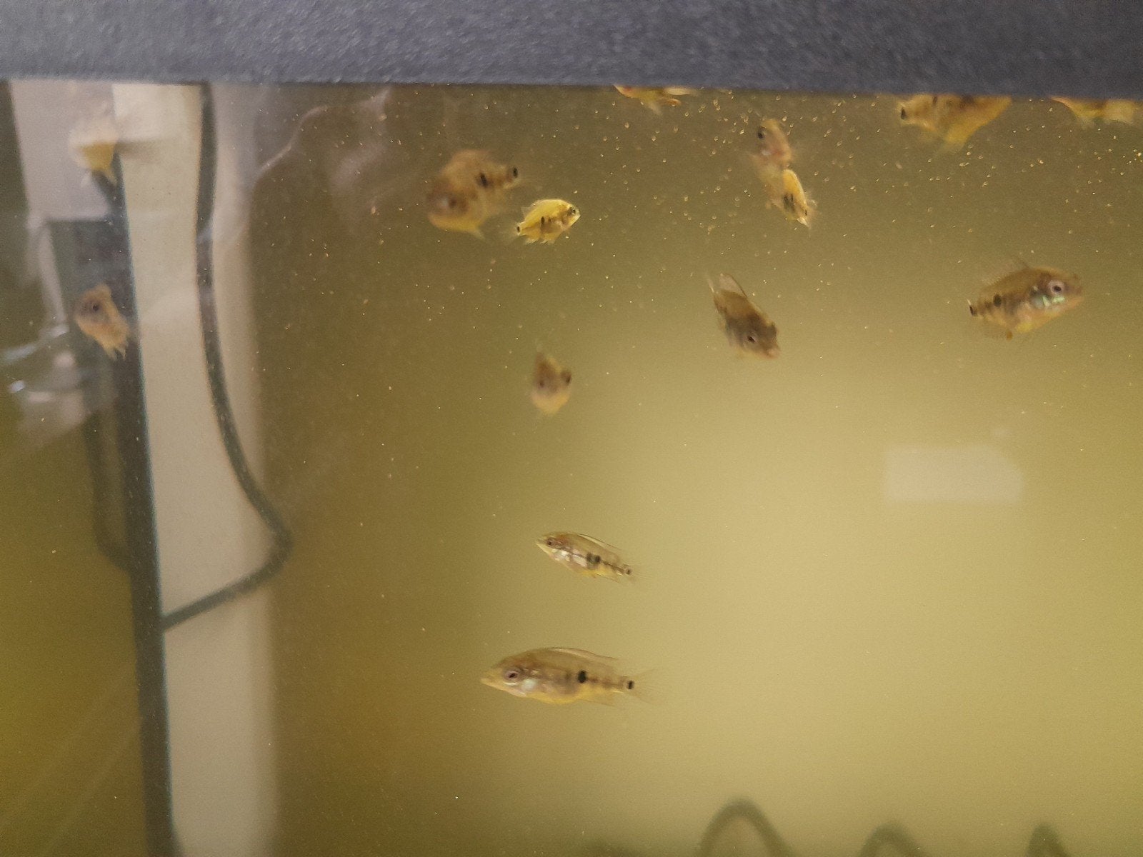amerikaanse cichlide, Dieren en Toebehoren, Vis, Zoetwatervis, Schoolvis