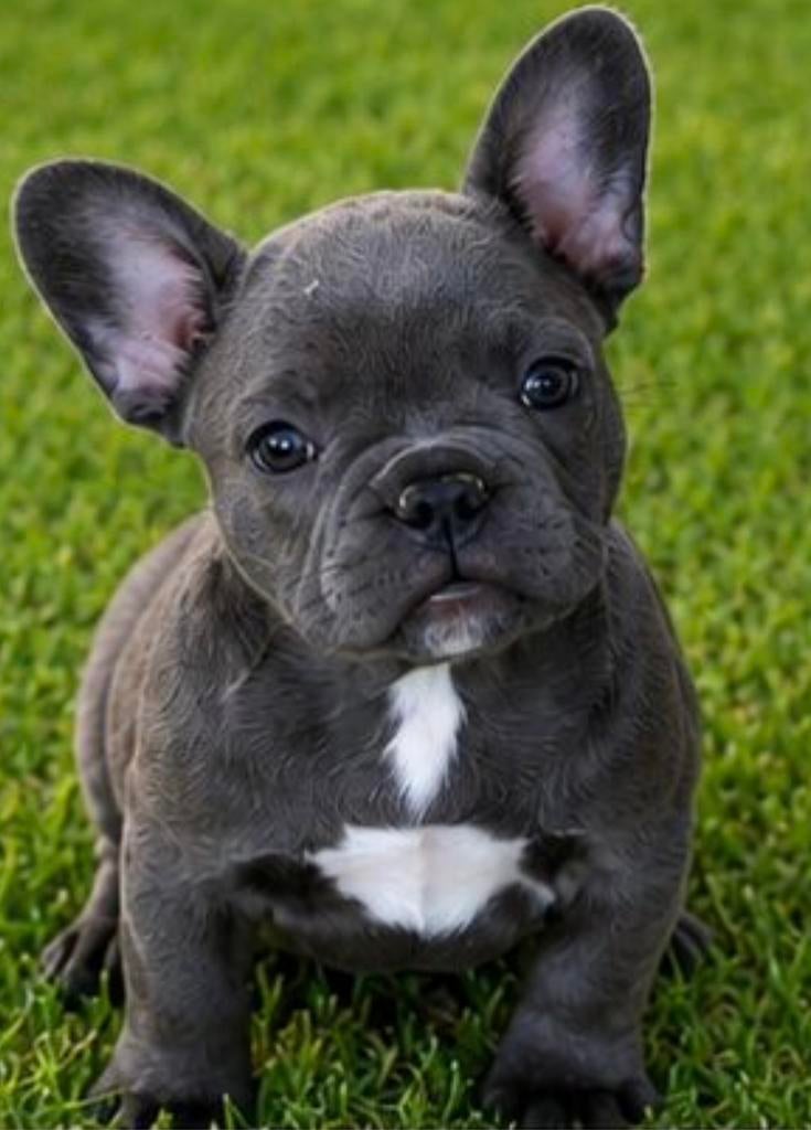 franse bulldog pups,teefje, Dieren en Toebehoren, België, 8 tot 15 weken, Teef, Meerdere
