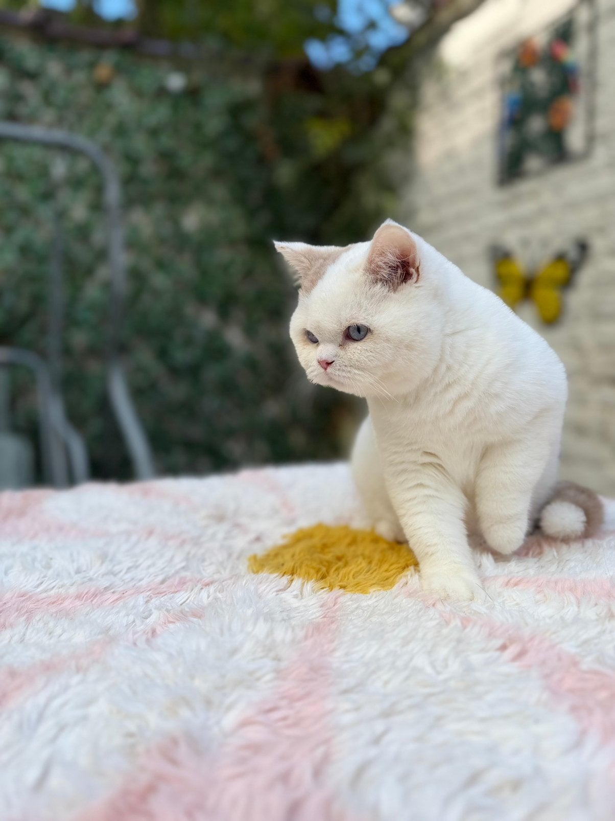Chatons British Shorthair – Chatterie Al Samarrai, Bruxelles, Dieren en Toebehoren, Kater, Met stamboom, 0 tot 2 jaar
