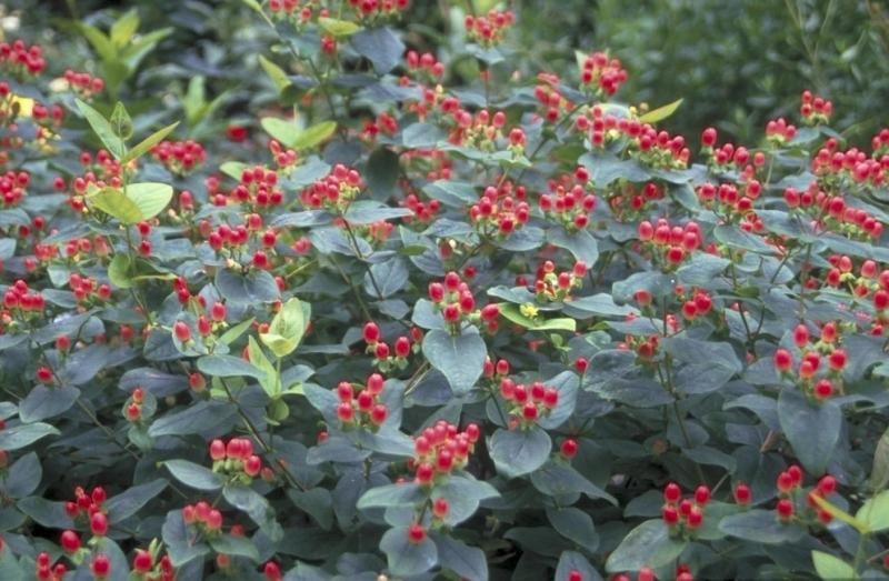 Hypericum, Hertshooi, vaste plant, Tuin en Terras, Planten | Tuinplanten, Vaste plant, Halfschaduw, Zomer, Ophalen