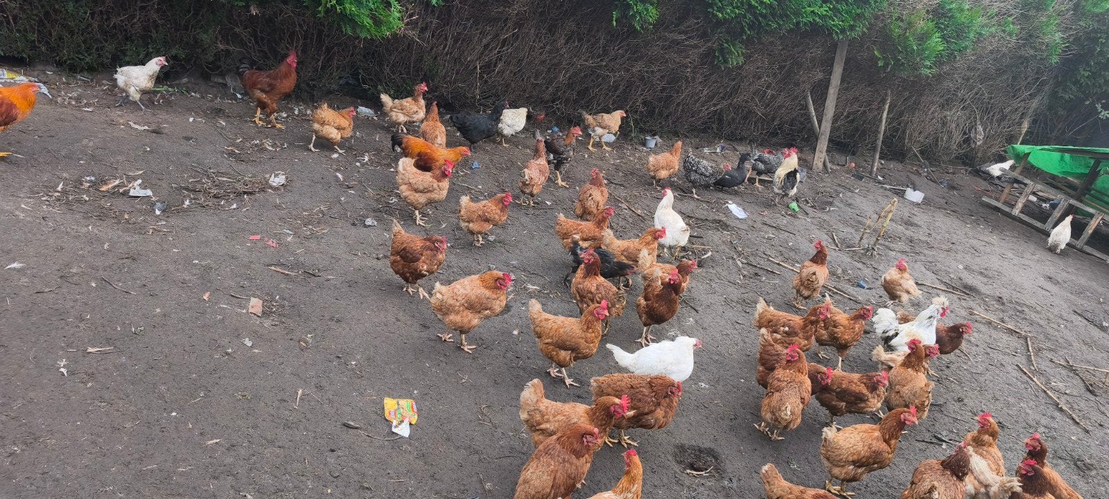 leg kippen €5 per kip, Dieren en Toebehoren