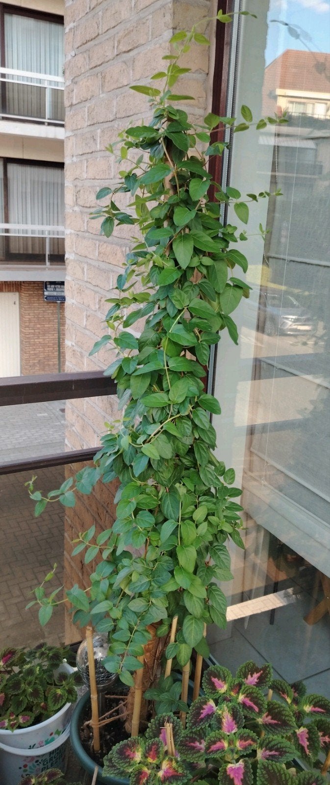 Buitenplant - Jasmijn uit Iran - met pot +., Tuin en Terras, Overige soorten, 100 tot 250 cm, Zomer, Ophalen