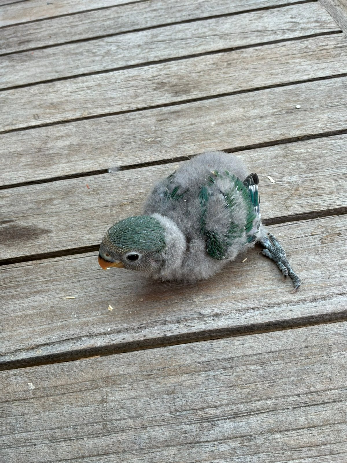 Dwergpapegaai, Dieren en Toebehoren