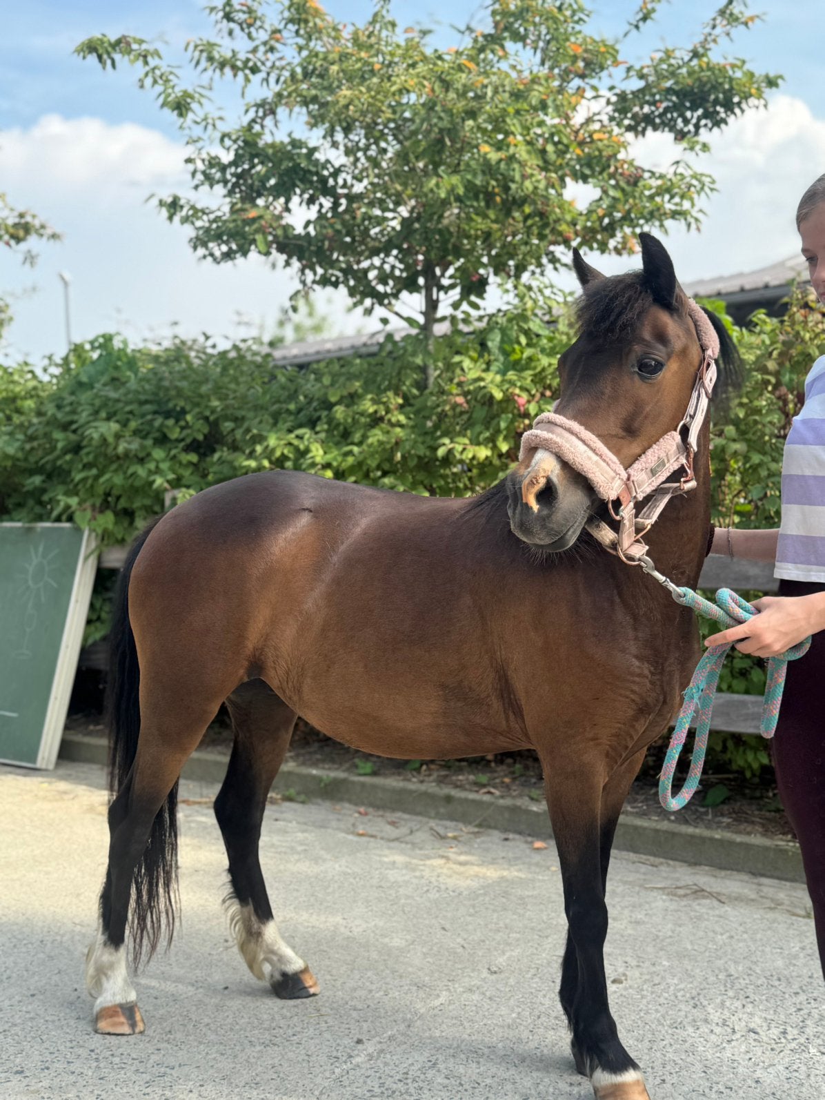 Pony Te Koop, Minder dan 160 cm, Ruin, Zadelmak, Gechipt
