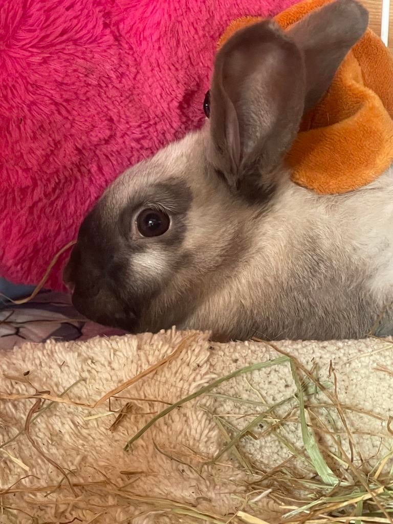 Lapin, Enlèvement