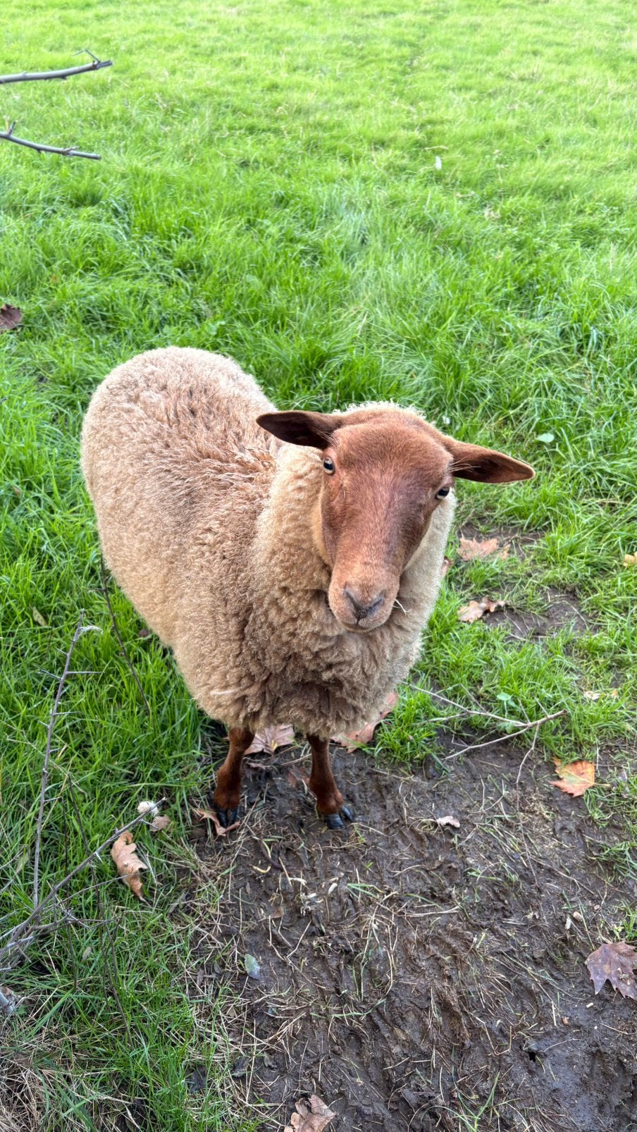 Ooi Ardense voskop, Animaux & Accessoires, Mouton