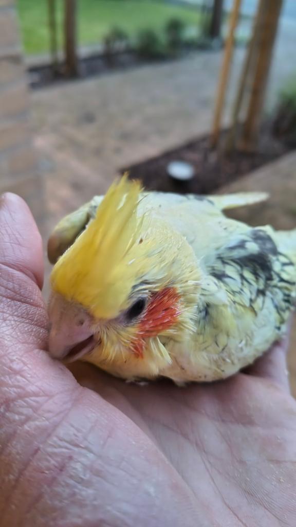 Valkparkieten handtam, Dieren en Toebehoren, Meerdere dieren, Parkiet, Geringd