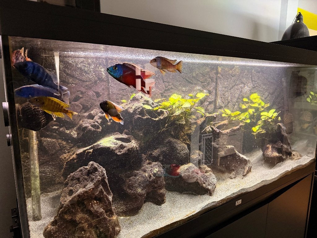 Aquatlantis aquarium 450L + meubel + Fluval FX6 + vissen, Dieren en Toebehoren, Ophalen, Gebruikt, Pomp, Aquatlantis