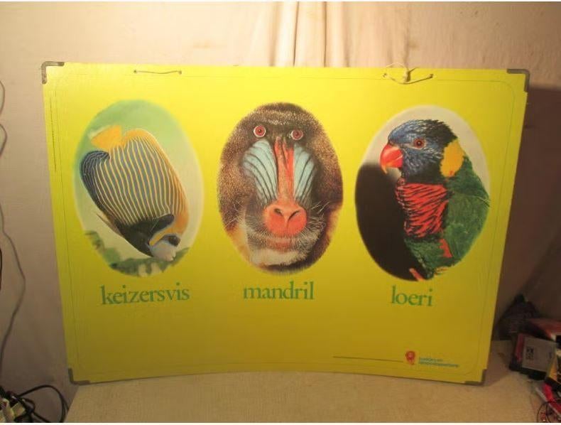 Prachtige Schoolplaat - Keizersvis / Mandril / Loeri, Antiek en Kunst, Ophalen of Verzenden, Natuur en Biologie