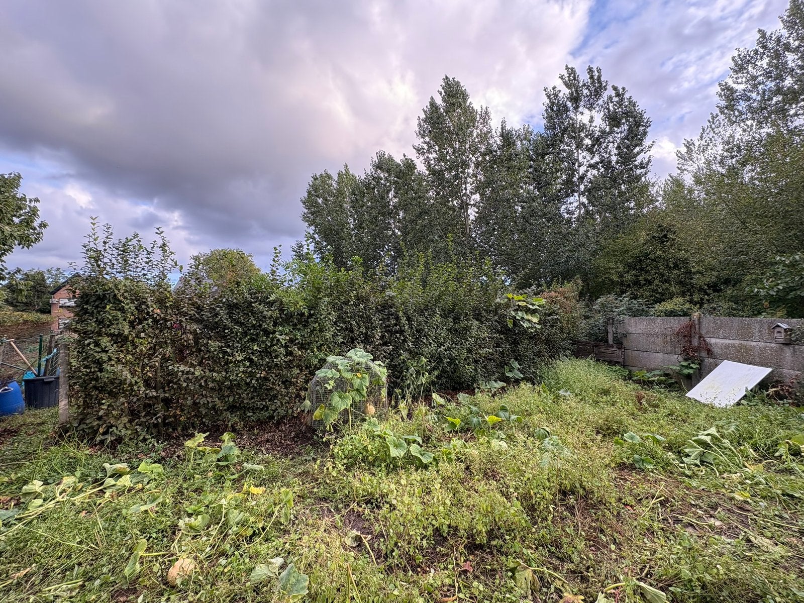 Haagbeuk, Tuin en Terras, Ophalen