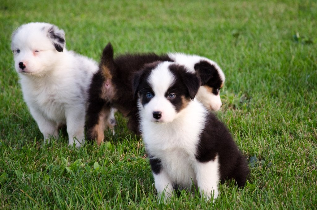 Border collie puppies geboren op boerderij, Dieren en Toebehoren, België, Particulier, CDV (hondenziekte), 8 tot 15 weken