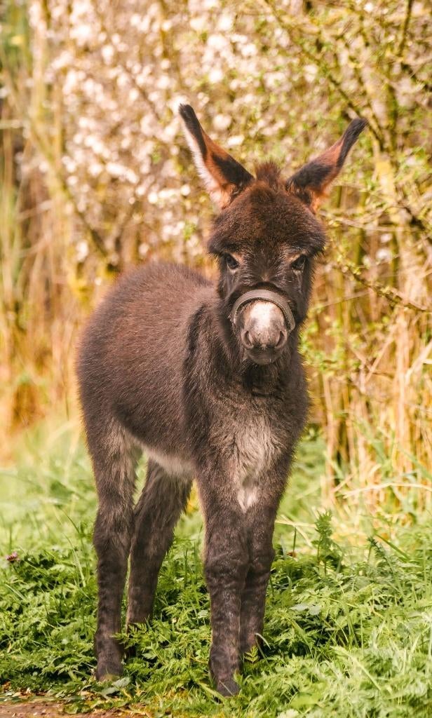 Mini ezel, Dieren en Toebehoren, Pony's, Hengst, Niet van toepassing, Met stamboom, 0 tot 2 jaar