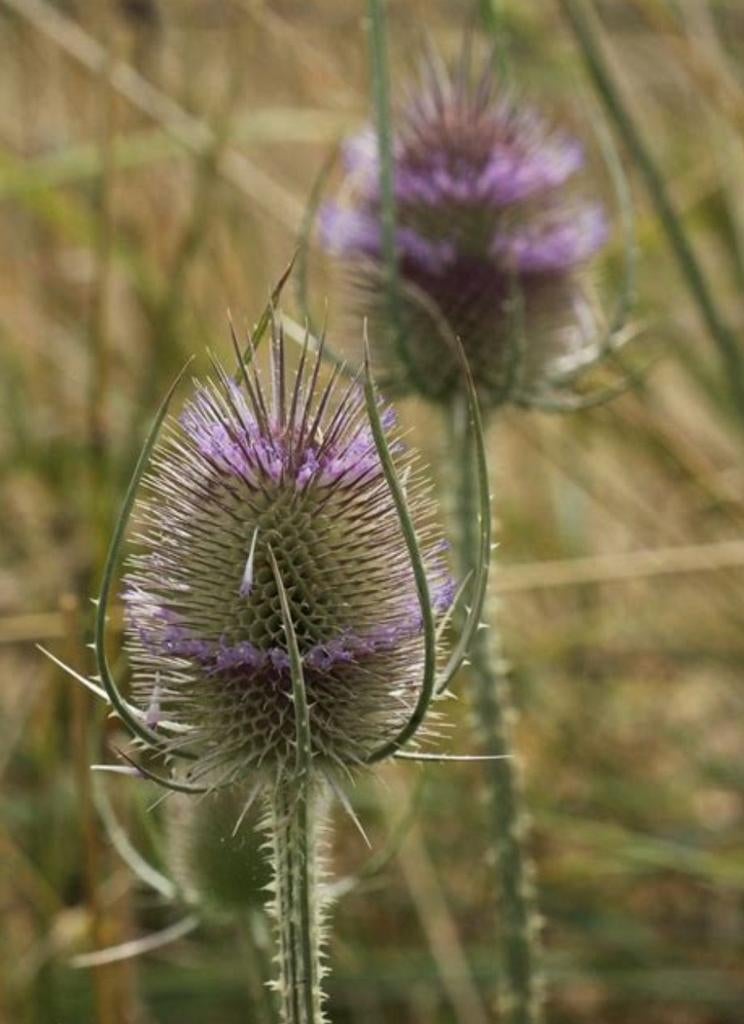 Gezocht grote kaardebol, Ophalen of Verzenden