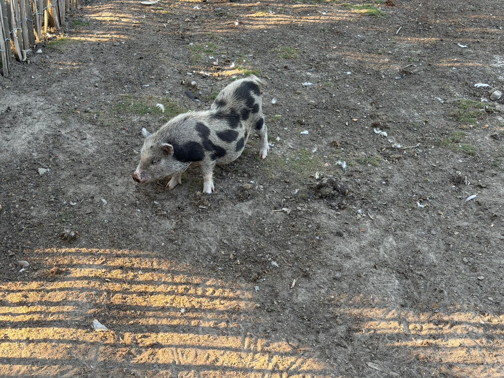 Micro Varken, Animaux & Accessoires, Moutons, Chèvres & Cochons, Mâle, Porcs, 0 à 2 ans