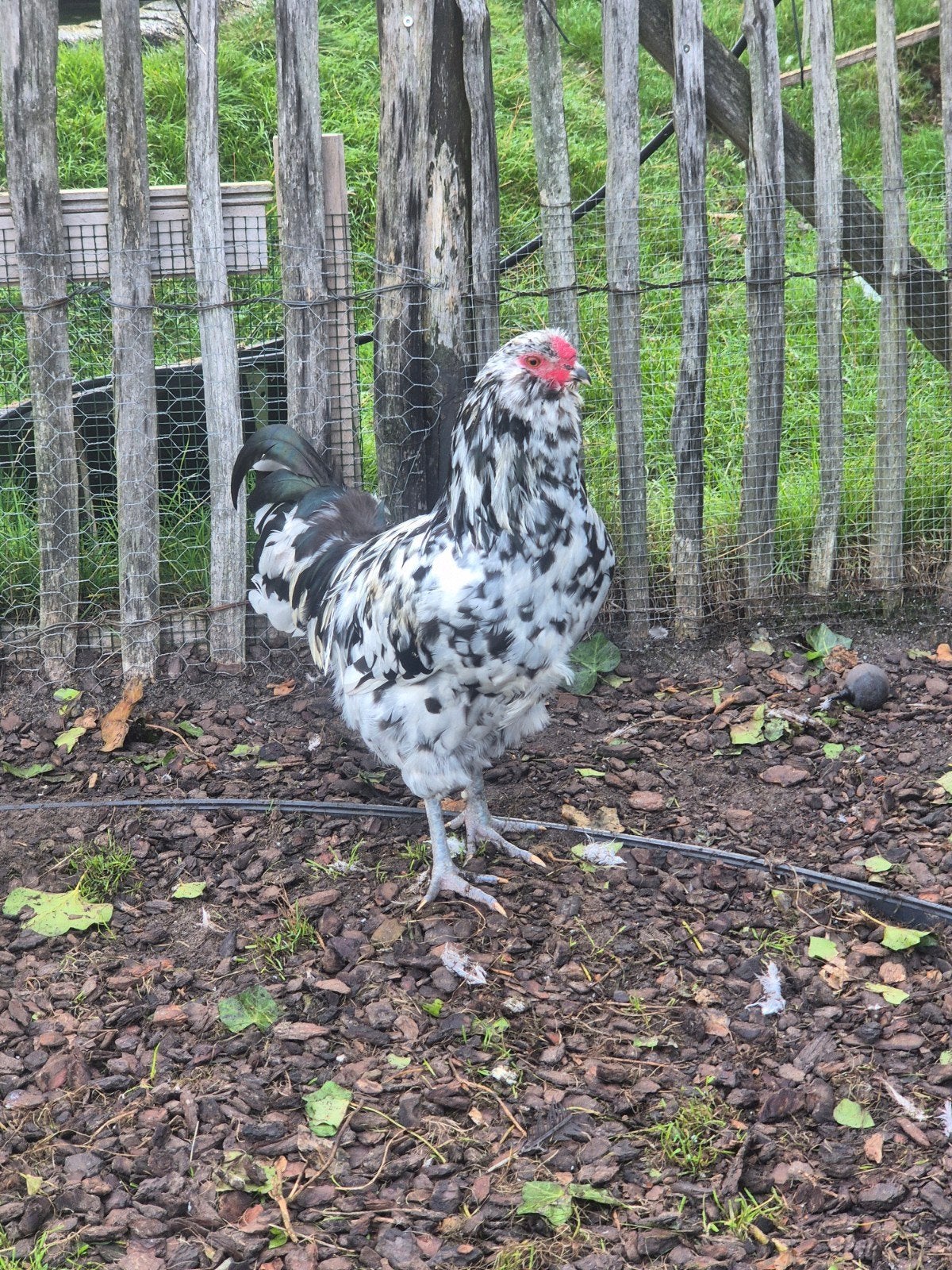 Jonge blauwlegger haan, Mâle, Poule ou poulet