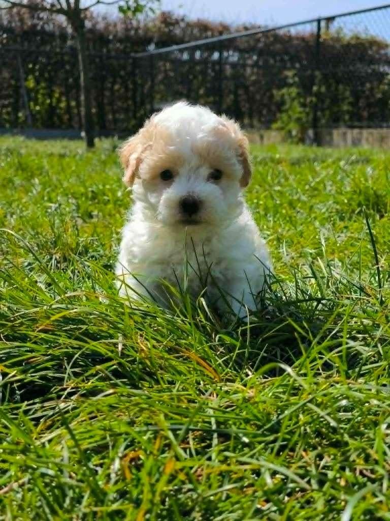 Maltipoo pupjes bij ons geboren!!, Parvo, België, 8 tot 15 weken, Meerdere