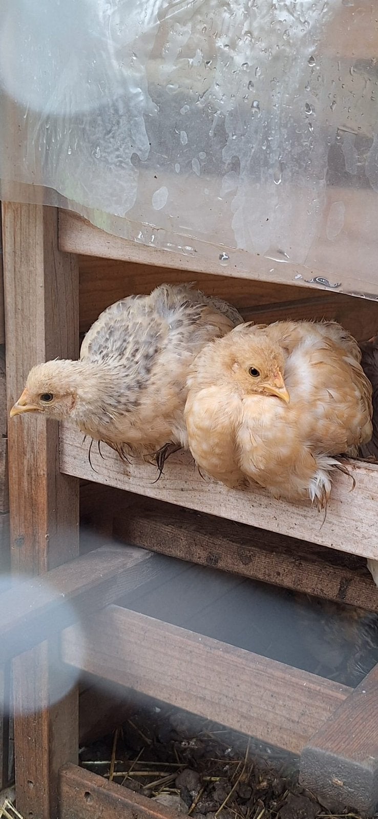 Cochin kriel hennen krul en glad, Femelle, Poule ou poulet