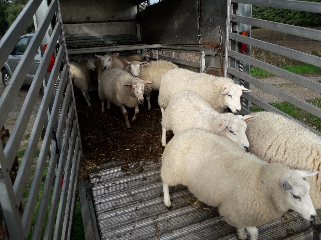 Schapen en geiten, Animaux & Accessoires