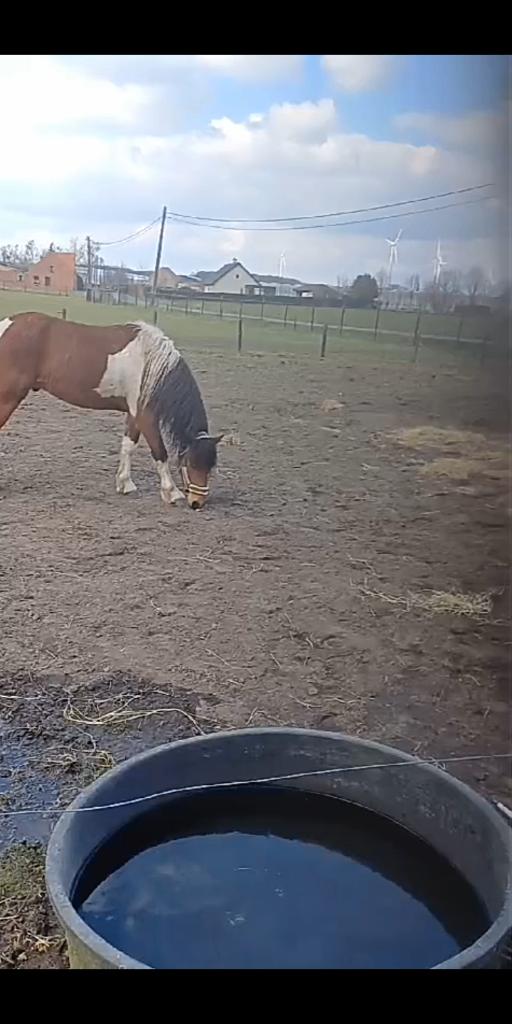 buitenwandeling paarden, ponys, Minder dan 160 cm, Ruin, Niet van toepassing, 7 tot 10 jaar