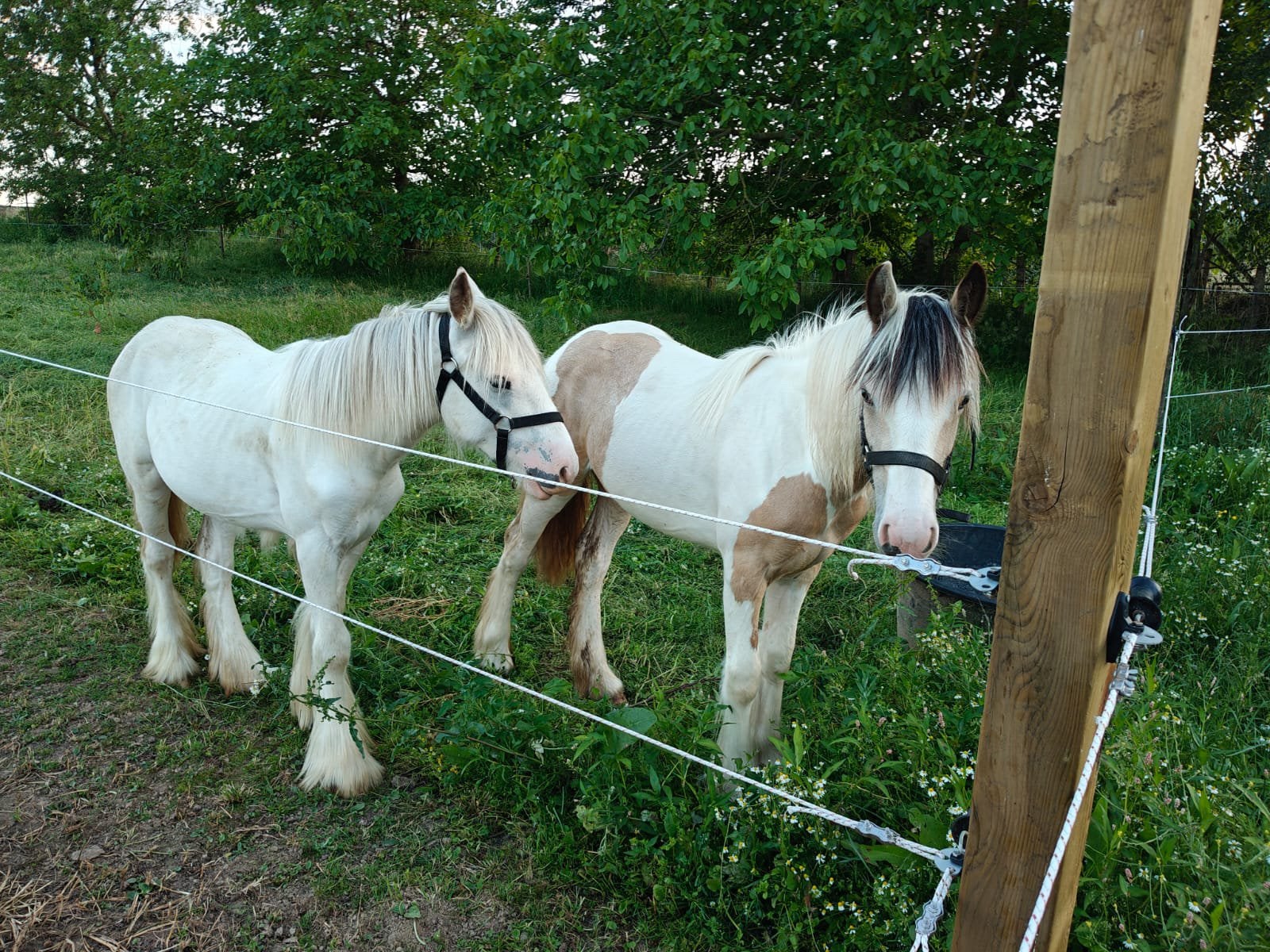 Super lieve irish cobs, Dieren en Toebehoren, Paarden, Hengst