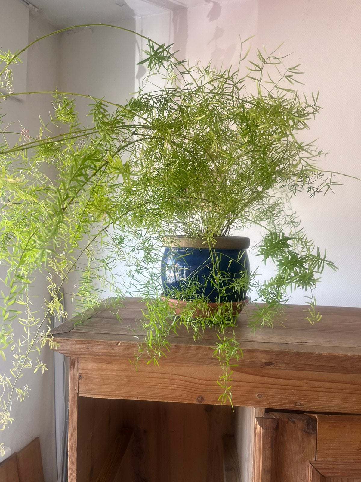 Aspargus plant, Huis en Inrichting, Kamerplanten, Ophalen