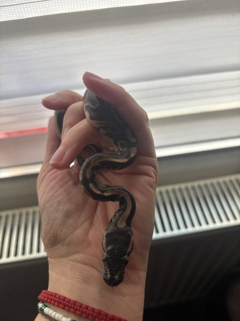 Pitón boule, Animaux & Accessoires, Serpent, Domestique, 0 à 2 ans