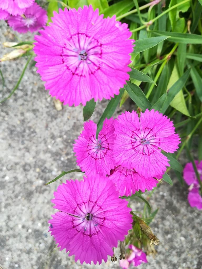 Graines d'œillet, Dianthus deltoides, Envoi