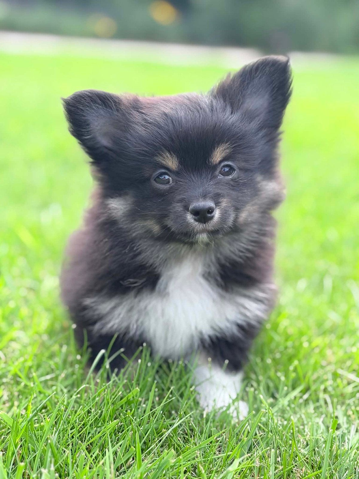 POMCHI pups te koop, Petit, Plusieurs, Hépatite contagieuse (maladie de Rubarth), Belgique