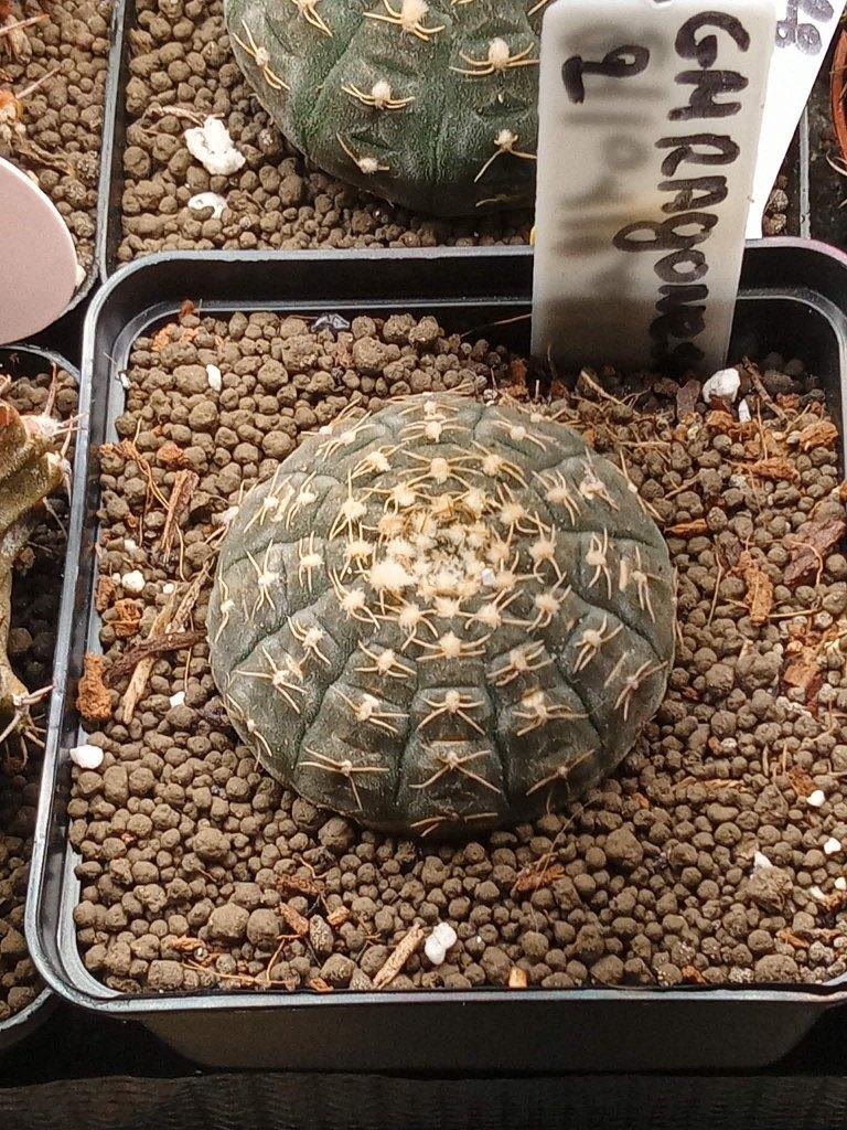 gymnocalycium ragonesei, Huis en Inrichting, Kamerplanten, Cactus, Minder dan 100 cm, Groene kamerplant, Volle zon, In pot, Ophalen