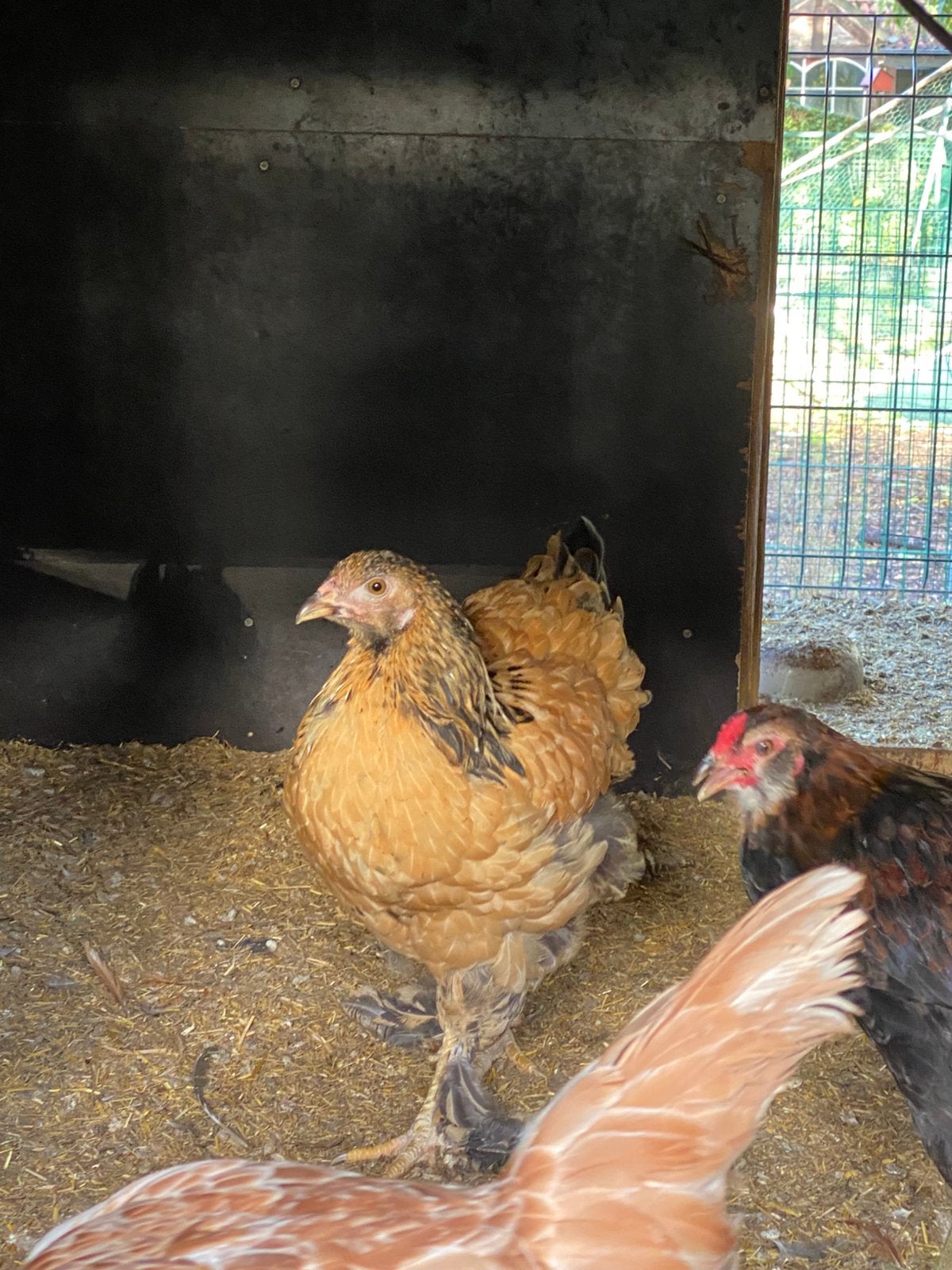 Brahma koppel, Dieren en Toebehoren, Meerdere dieren, Kip