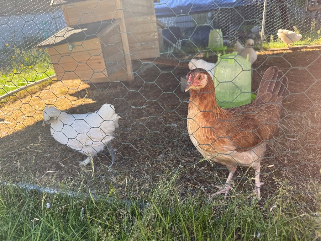 kippen, Dieren en Toebehoren