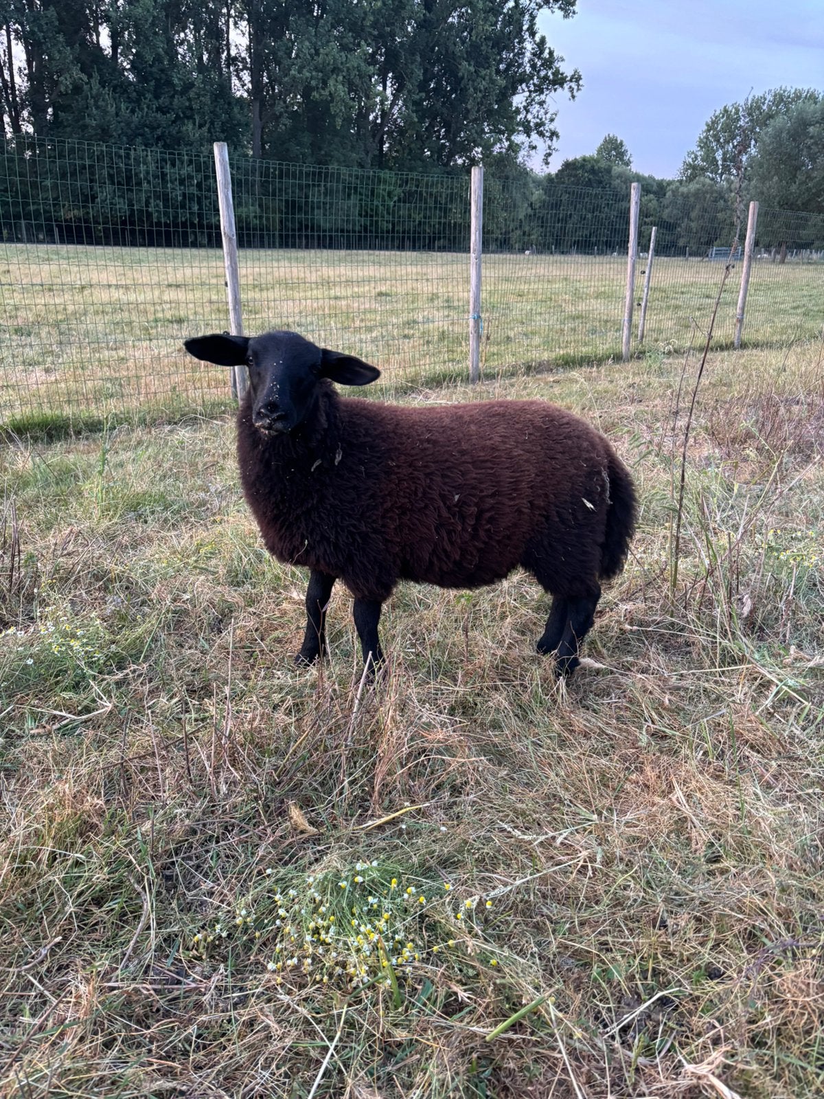 Ooi lam, Animaux & Accessoires, Moutons, Chèvres & Cochons, Mouton, Femelle, 0 à 2 ans