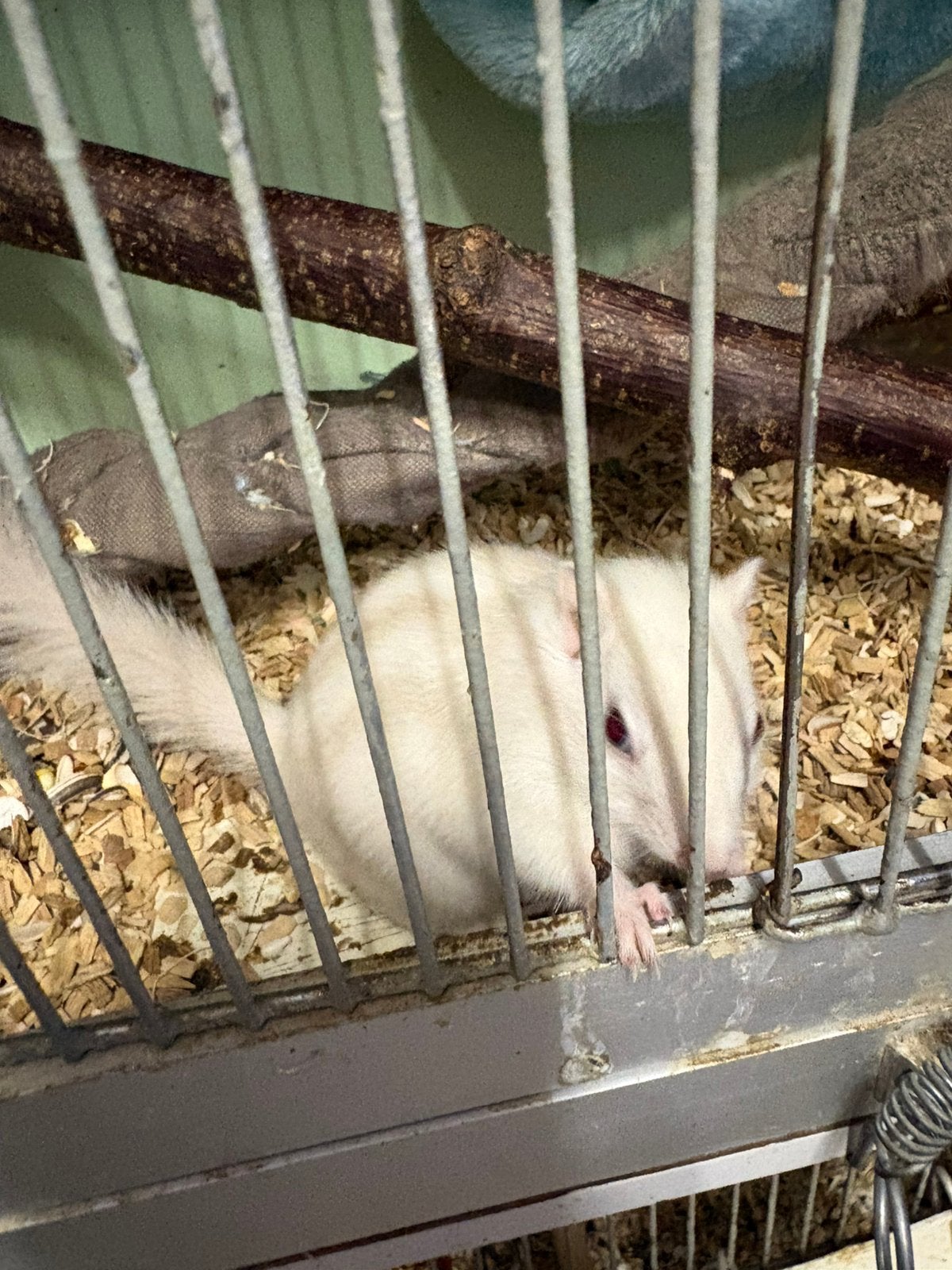 eekhoorntjes, Februari, Meerdere dieren, Overige typen, Tam