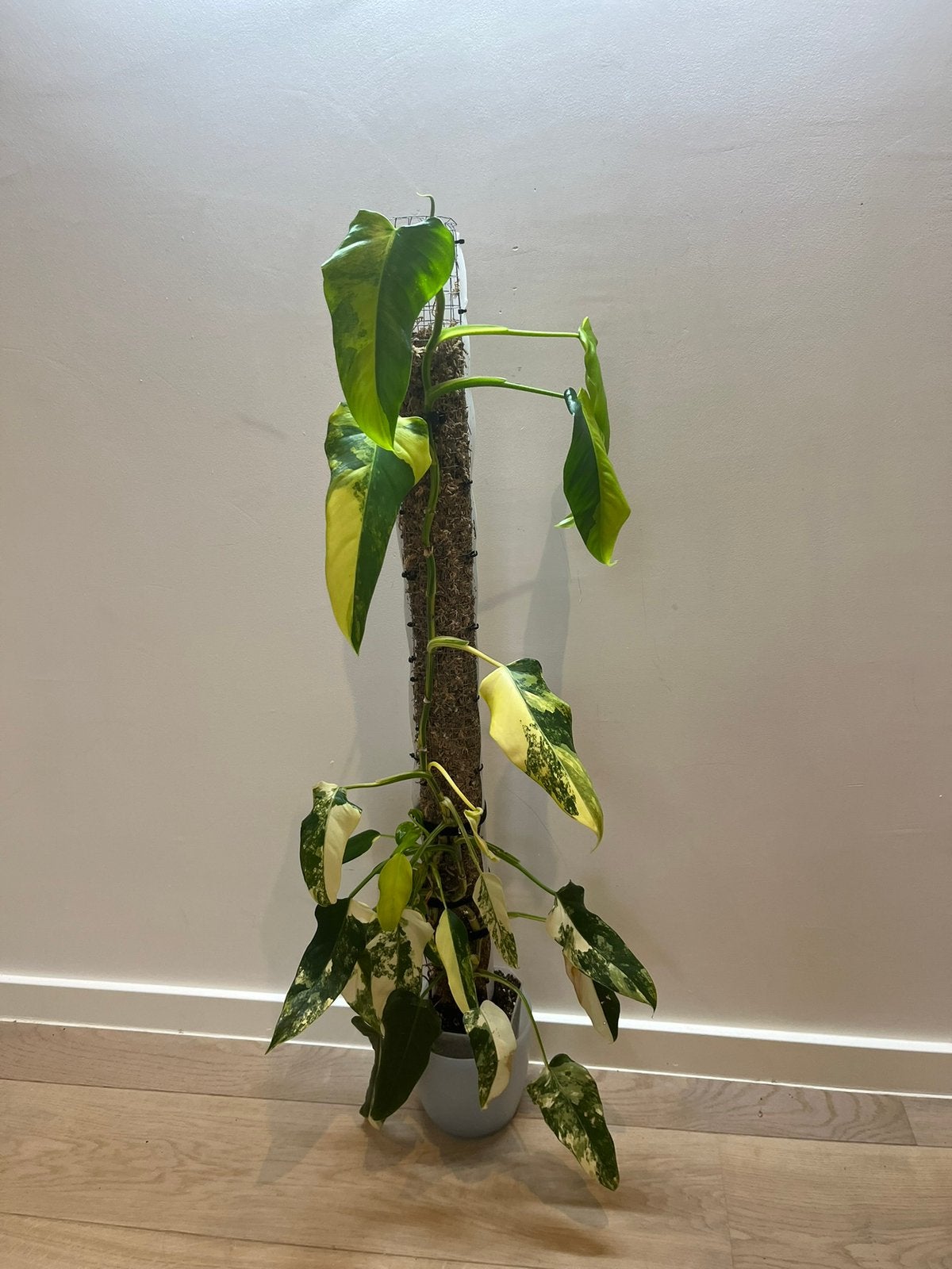 Philodendron Domesticum Variegata, Huis en Inrichting, Ophalen