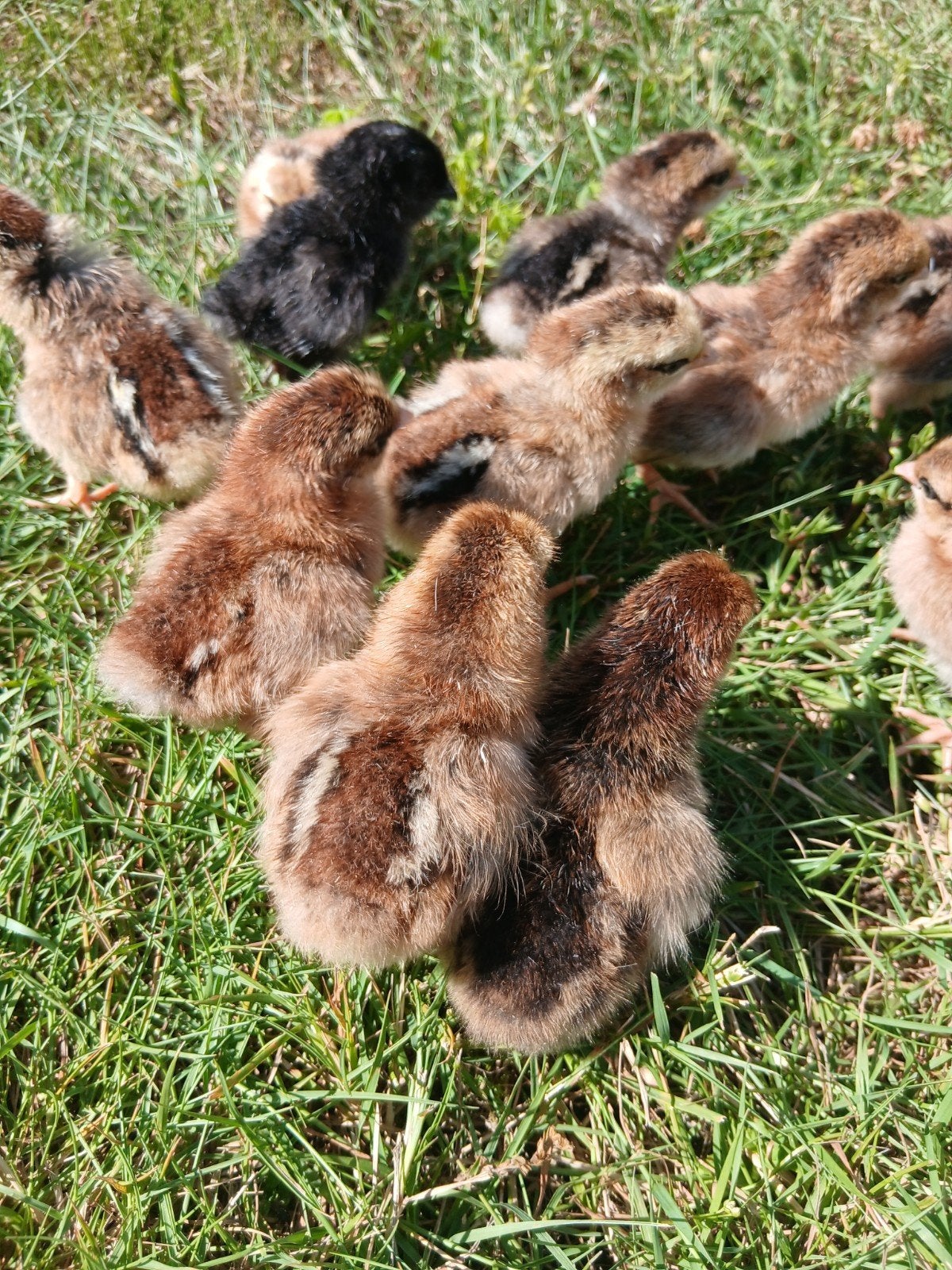 Kuikens geboren op 13/07, Animaux & Accessoires, Volatiles, Poule ou poulet