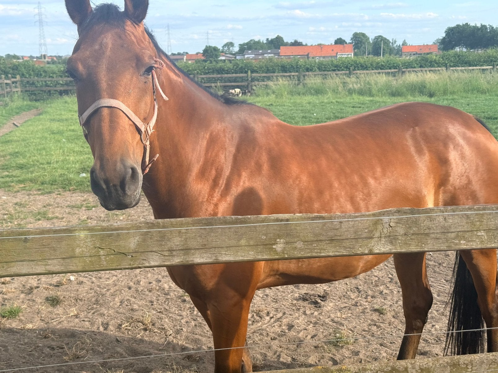 Merrie 6 jaar, Dieren en Toebehoren, Merrie