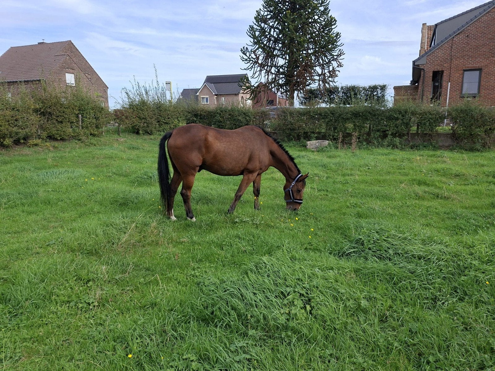 weidemaatje, Dieren en Toebehoren, Ruin, Met stamboom