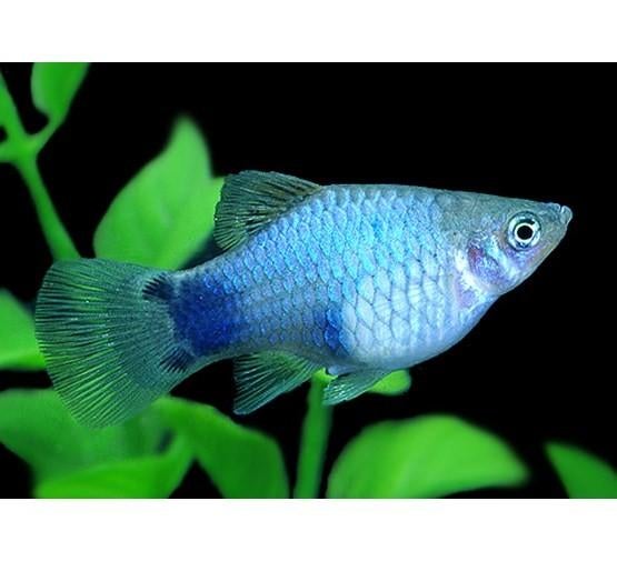 Blauwe, rode en dalmatiër platy, Dieren en Toebehoren, Ophalen