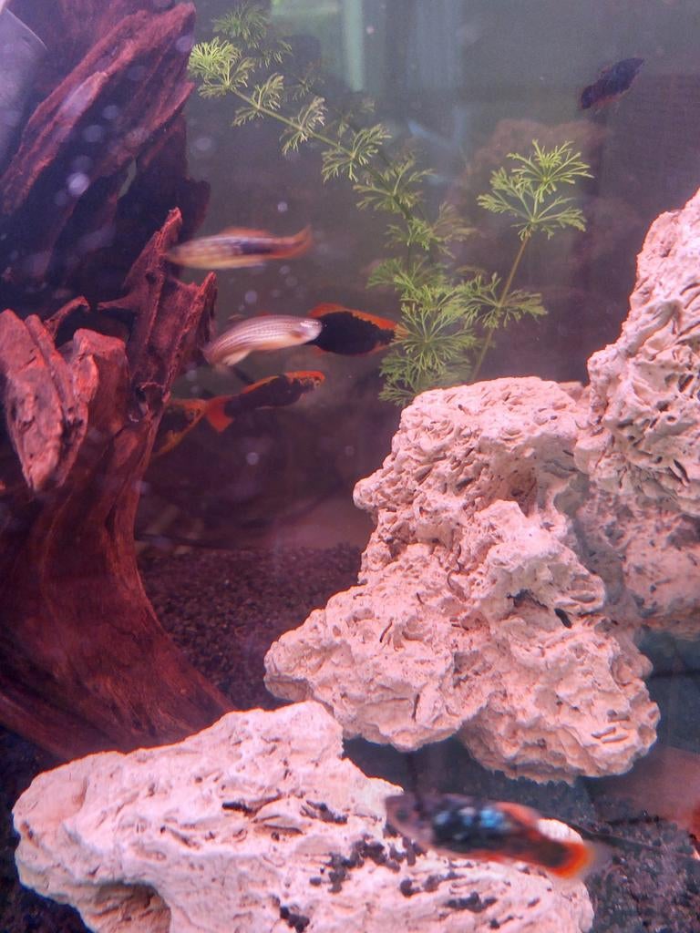 Platys en danio's, Animaux & Accessoires, Poissons | Poissons d'aquarium
