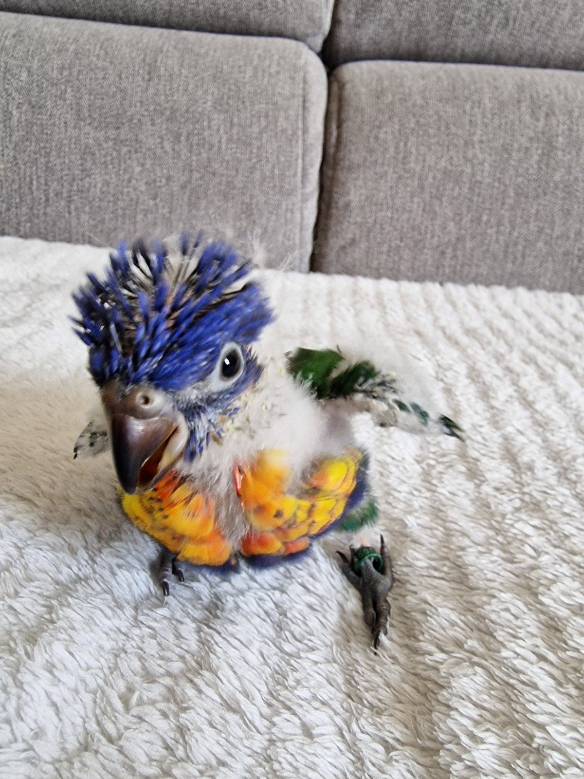 Lori van de blauwe bergen, Dieren en Toebehoren, Geslacht onbekend, Papegaai