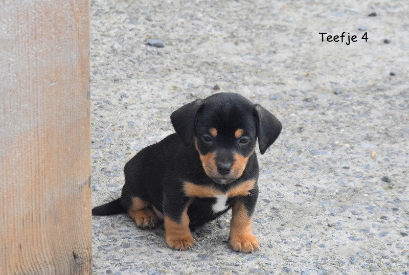 Prachtige, kortbenige Jack Russell pups, Maladie de Carré (chiens), Plusieurs, Jack Russel Terrier, Belgique