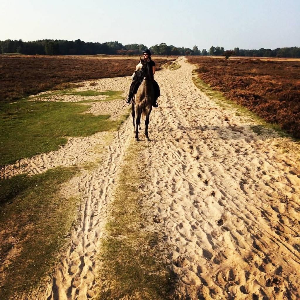 Brave schimmel ruin, Dieren en Toebehoren