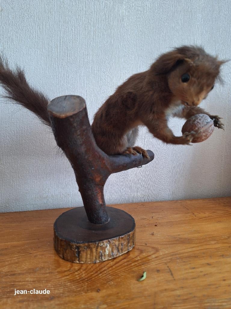 écureuil épaillé, Enlèvement, Utilisé, Autres, Animal empaillé