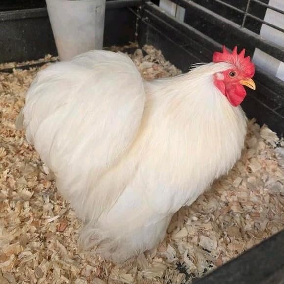 Witte cochin kriel haan, Dieren en Toebehoren, Pluimvee