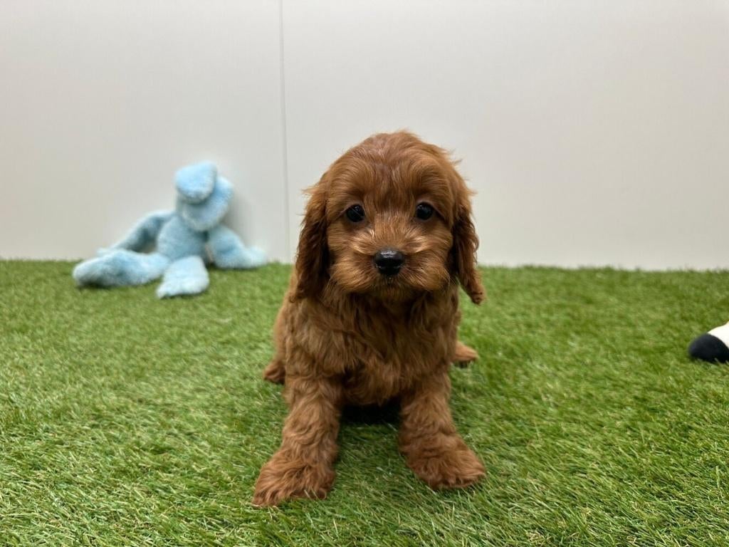 Cavapoo pups, België, 8 tot 15 weken, Parvo, Meerdere