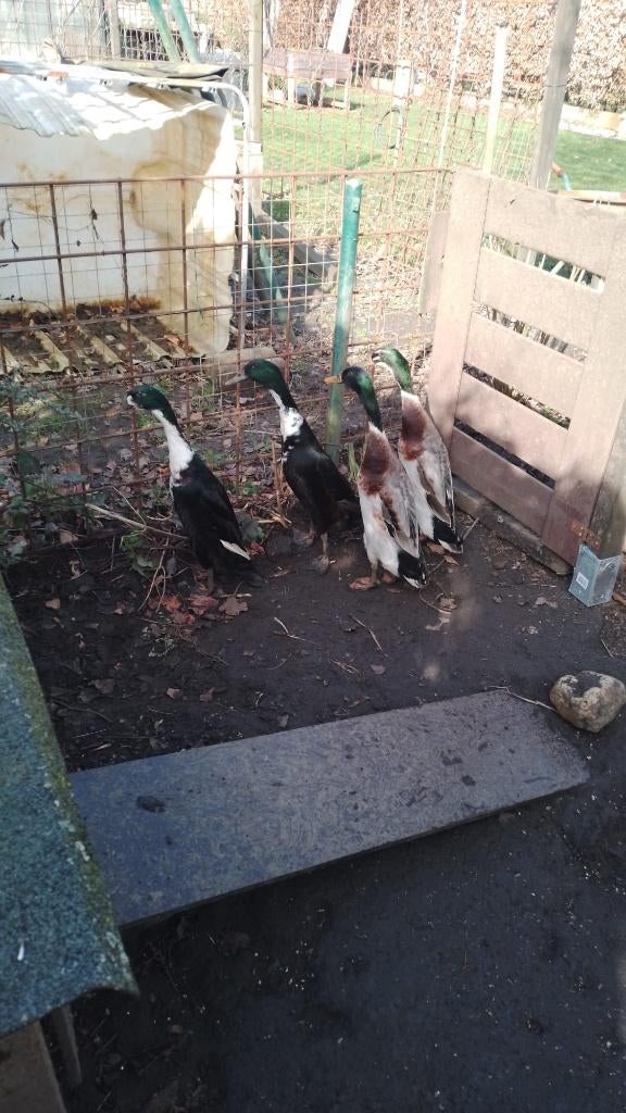 Loopeenden - woerden - te koop, Dieren en Toebehoren, Mannelijk, Eend