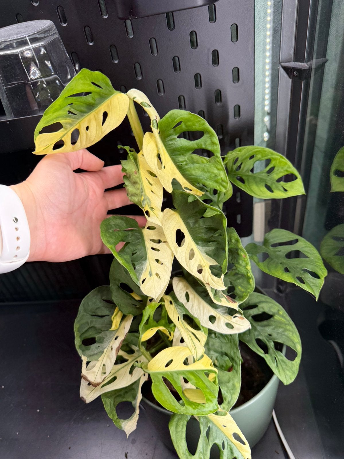 Grote monstera adansonii variegata
